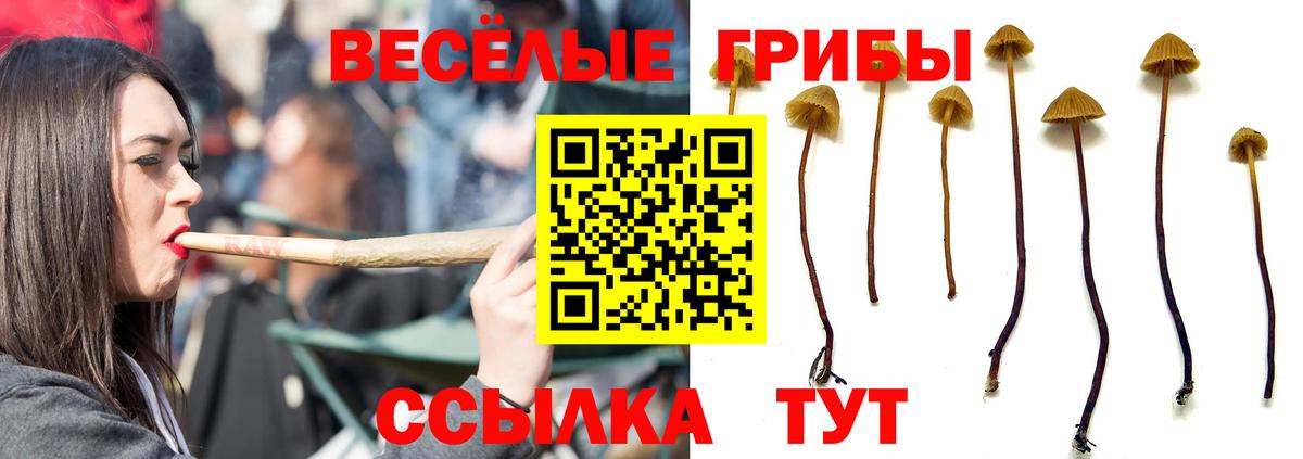 цена   Вход с VPN  Семилуки  Галлюциногенные грибы Cubensis 